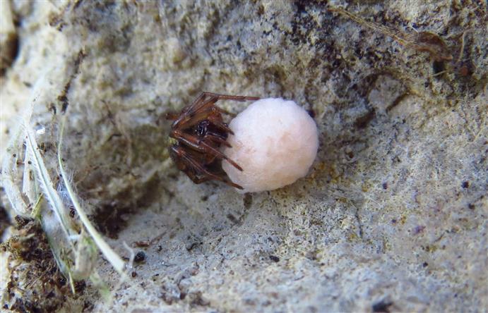 Theridiidae:  Enoplognatha cfr mandibularis  - Costa de Caparica (Portogallo)